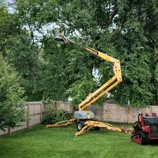 Professional Tree Removal in Mills River, NC