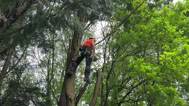 How Our Tree Care Process Works  in  Mills River, NC